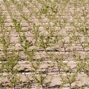 naturaleza-melocotonesalfonso